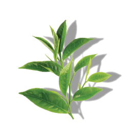 GREEN TEA EXTRACT GREEN TEA EXTRACT