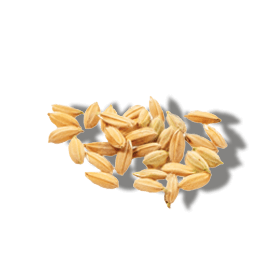 HYDROLYSED RICE PROTEIN HYDROLYSED RICE PROTEIN
