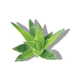 ALOE LEAF JUICE