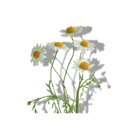 CHAMOMILE FLOWER EXTRACT