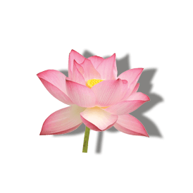 LOTUS FLOWER EXTRACT