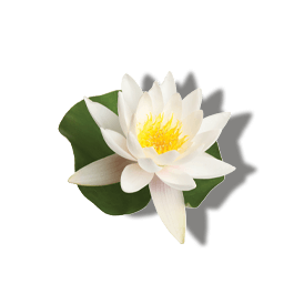 WHITE WATERLILY EXTRACT