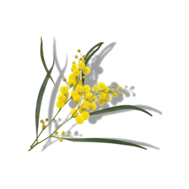 WATTLESEED